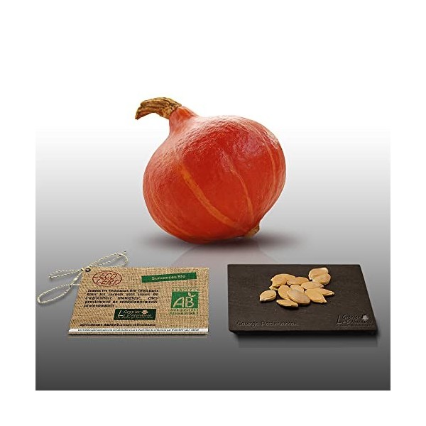 12 graines BIO - COURGE POTIMARRON - Certifié AB - Curcurbita Maxima