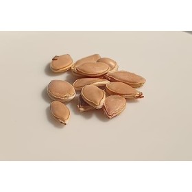 12 graines BIO - COURGE POTIMARRON - Certifié AB - Curcurbita Maxima