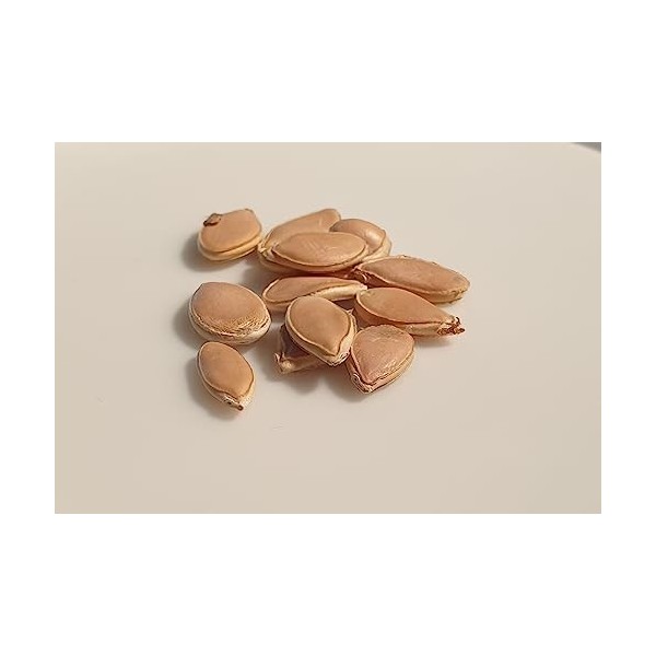 12 graines BIO - COURGE POTIMARRON - Certifié AB - Curcurbita Maxima