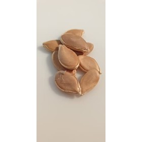 8 graines - COURGE POTIMARRON - ou courge"chataigne" - Curcurbita Maxima