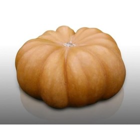 10 graines - COURGE MUSQUEE DE PROVENCE - Curcurbita Maxima