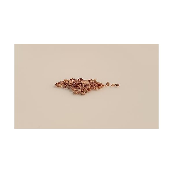 8 graines - POTIRON Jaune Gros de Paris - Cucurbita maxima