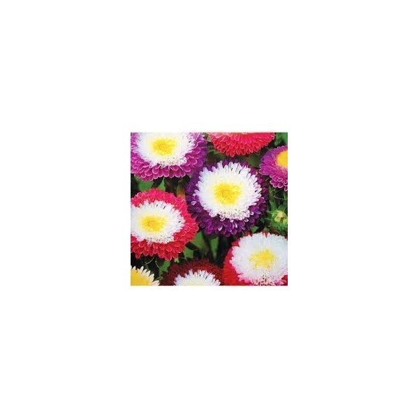 Aster - Reine-marguerite Princess en mélange 50 Graines,