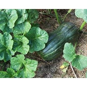 SANHOC Graines emballage: frais Heirloom Italie Lunga di Napoli Naples long citrouille 20 graines courge dhiver Grand