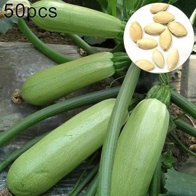 50 pièces graines de courgettes de courge dété nutritives potager ferme toit plante fleurs graines, graines de fruits, grain