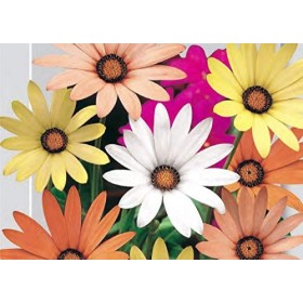 Dimorphoteca Sinuata Mélange de graines de marguerites africaines