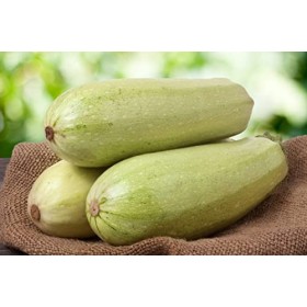 Lot de 25 Graines de Courgette-Courge White Lebanon - variété non coureuse très ancienne dorigine - fruits lisses de couleur