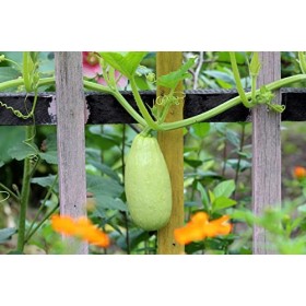 Lot de 25 Graines de Courgette-Courge White Lebanon - variété non coureuse très ancienne dorigine - fruits lisses de couleur