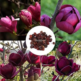 AGROBITS 20pcs: Lan gh Germination Taux olia flowes pour ING WST