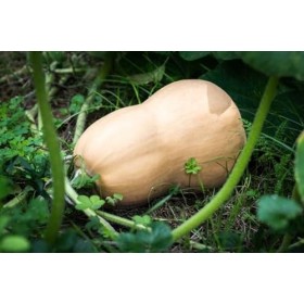 Lot de 25 Graines de Courgette-Courge Musquée Butternut - chair ferme orangée, parfumée, épaisse, délicieuse - Excellente Con