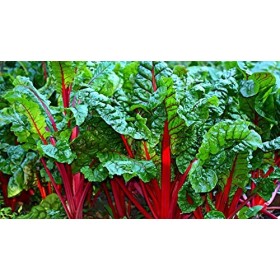 Lot de 200 Graines de Poirée Rhubarb Chard - feuilles comestibles délicieuses cuites au beurre, à la crème, Très décorative, 