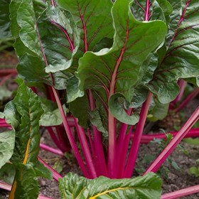 Lot de 200 Graines de Poirée Rhubarb Chard - feuilles comestibles délicieuses cuites au beurre, à la crème, Très décorative, 