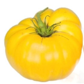 Graines de tomate, jaune Brandywine, tomates jaunes, tomates Heirloom non Ogm 50ct