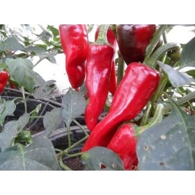 Seeds 10+ Seeds of Piment D Espelette Capsicum Annuum