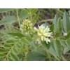 5 seeds of Glycyrrhiza Lepidota American licorice semi perennials