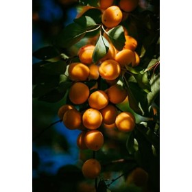 Kamelur abricots secs BIO sans additifs, non sulfurés et non sucrés, fruits tendres 1 kg Lot de 1 