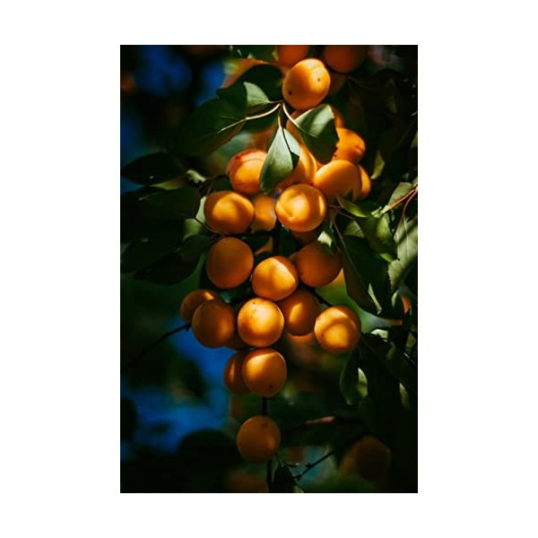 Kamelur abricots secs BIO sans additifs, non sulfurés et non sucrés, fruits tendres 1 kg Lot de 1 