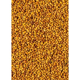 KoRo - Graines germées de luzerne/alfafa 1 kg