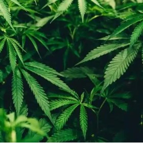 Chanvre 120 gélules graines 