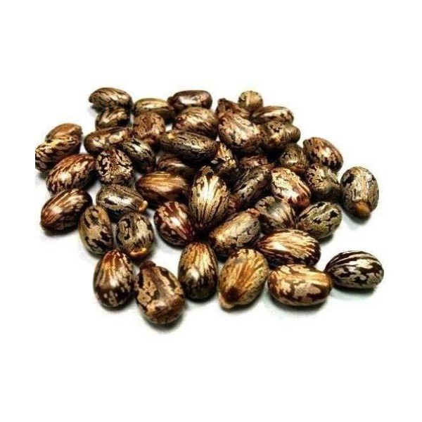ShopMeeko SEED graines de ricin 100gms semences 100 par paquet 