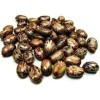 ShopMeeko SEED graines de ricin 100gms semences 100 par paquet 