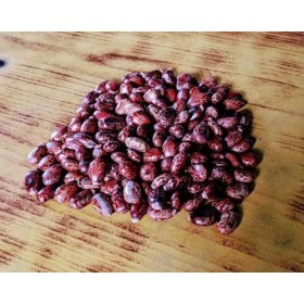 ShopMeeko SEED graines de ricin 100gms semences 100 par paquet 