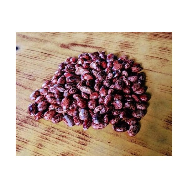 ShopMeeko SEED graines de ricin 100gms semences 100 par paquet 