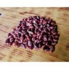 ShopMeeko SEED graines de ricin 100gms semences 100 par paquet 