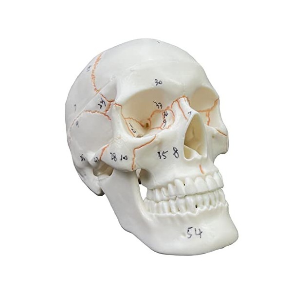 GuoQiao Tête de mort humaine Modèle anatomique avec numéro écrit à la main Non taché Pour étudiant en médecine Anatomie humai