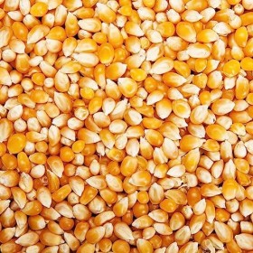 Popcorn vrac 5kg - grains de maïs à éclater - Grain POP