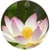PUB Valli Organics® Poudre de lotus blanc Thamarai 100 g