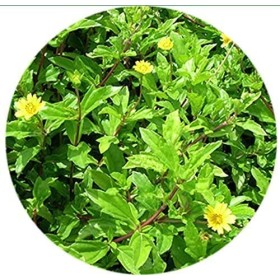 PUB Valli Organics® Karisalankanni Poudre 100 g