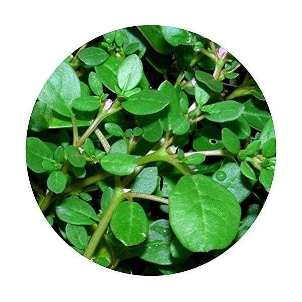 PUB Valli Organics® Saranai Roots – Poudre Mookkirattai 100 g