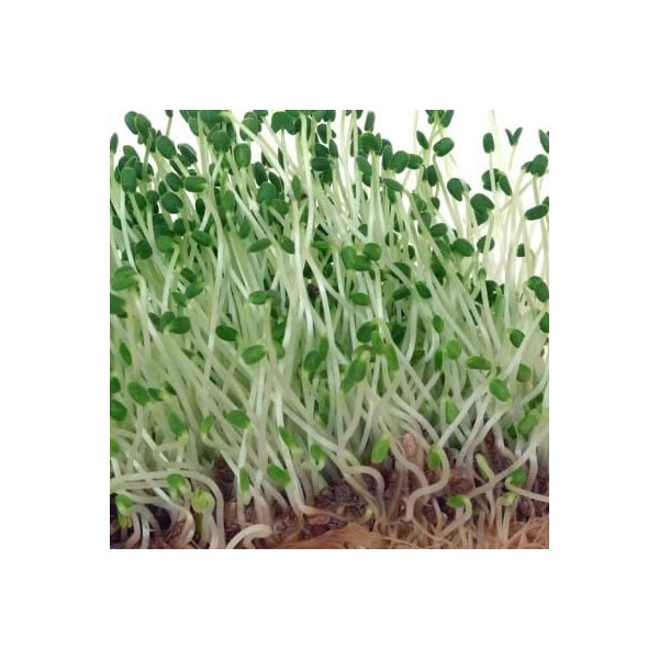 GEO Graines à Germer – Chia – Graines à Cultiver Bio pour Salades et Plats avec Germination Rapide pour Culture en Germoir – 