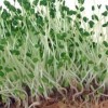 GEO Graines à Germer – Chia – Graines à Cultiver Bio pour Salades et Plats avec Germination Rapide pour Culture en Germoir – 