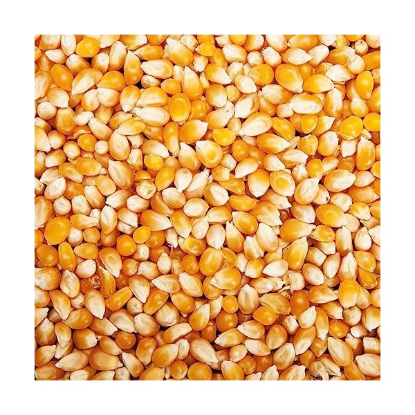 Popcorn vrac 10kg - grains de maïs à éclater - Grain POP