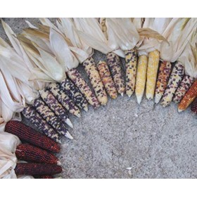 Portal Cool Pétard Mini Miniatura Colorata Granturco Popcorn Semi 20+ Pz