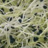 GEO Graines à Germer - Ciboulette Ail - Graines à Cultiver Bio pour Salades et Plats avec Germination Rapide pour Culture en 