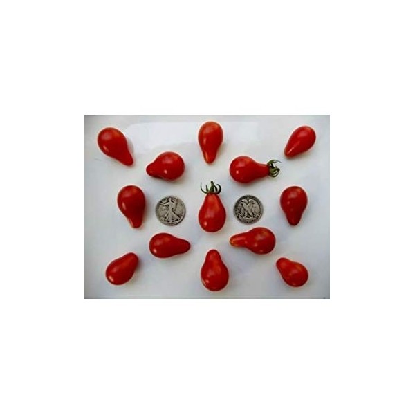 VISA STORE Poire rouge - Graines de tomate biologique - en forme de poire cerise - 40 graines