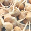 GEO Graines à Germer - Pois Chiche - Graines à Cultiver Bio pour Salades et Plats avec Germination Rapide pour Culture en Ger