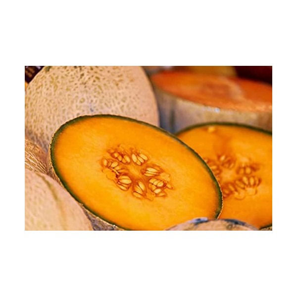 Melon charentais, melon cantaloup 10 Graines