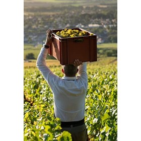 Baron DArignac - Vin effervescent, Blanc de Blancs, Brut 6 x 0,75l 