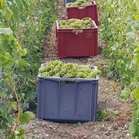 MAGNUM de CHAMPAGNE BRUT TRADITION, 1.5L, Maison Deneufchatel, PRODUCTEUR