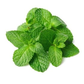 300 graines Aromatiques - MENTHE Verte - Mentha Viridis