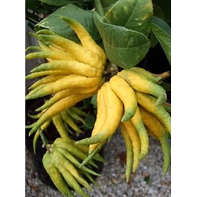 Gin Cubical Premium 70 cl