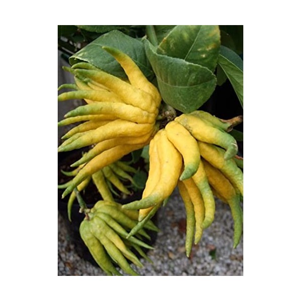 Gin Cubical Premium 70 cl