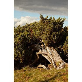 Hepple High Fidelity Gin 0,7L 45% Vol 