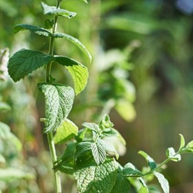 Omint 20 Cl - Alcool De Menthe - Fabriqué En France - Maison Turin