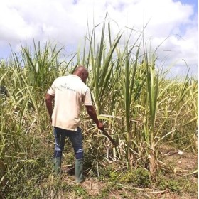 PAPA ROUYO - Rhum Vieux Colonne Jénérasyon - 46% Alcool - Origine : Guadeloupe - Bouteille 70 cl