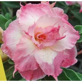 Seeds 20 Semi Fresh Adenium Obsum Le Roses of the Rare Desert Www Triple-Happy-Time-US
